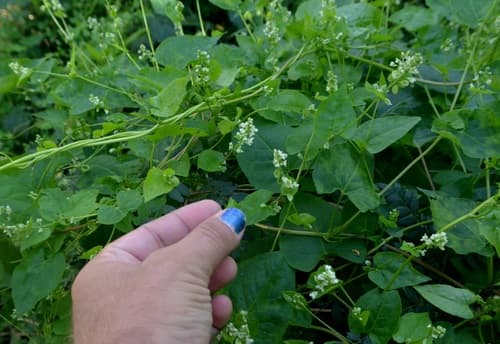Climbing False Buckwheat (Polygonum scandens)