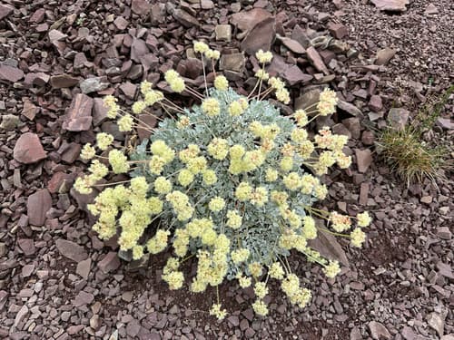 Cushion Buckwheat (Eriogonum ovalifolium)