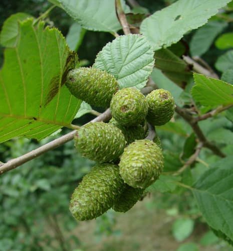 Grey Alder (Alnus incana)