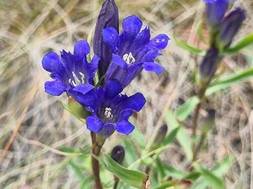 Pleated Gentian (Gentiana affinis)