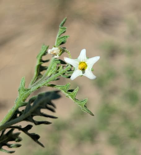 Cut-leaf Nightshade (Solanum triflorum)
