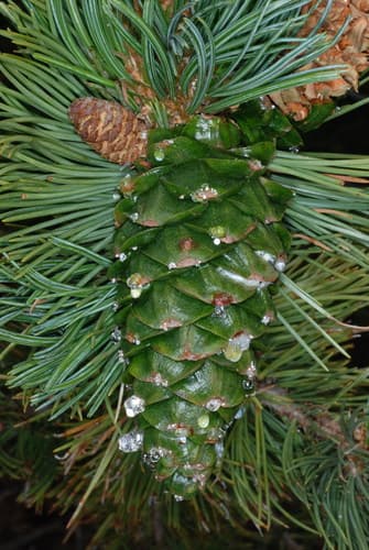 Limber pine (Pinus flexilis)