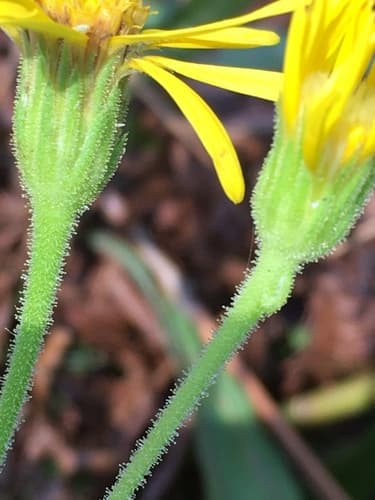Maryland Golden-aster (Heterotheca mariana)
