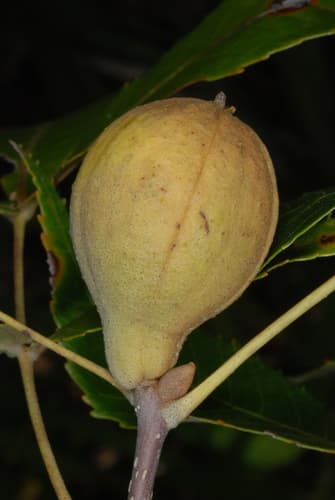 Scrub Hickory (Carya floridana)