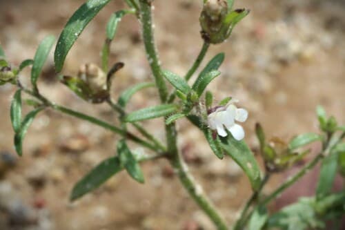 Dwarf Snapdragon (Chaenorhinum minus)