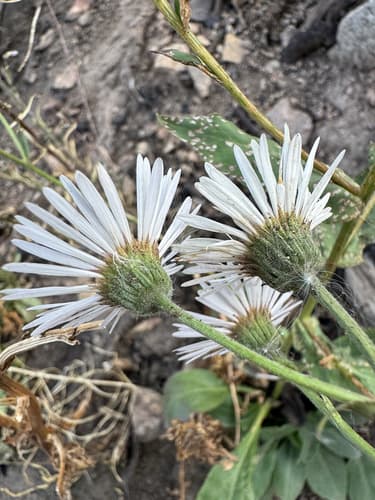 Large Mountain Fleabane (Erigeron coulteri)