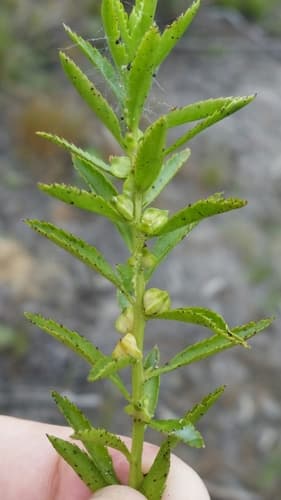 Marsh Mermaidweed (Proserpinaca palustris)