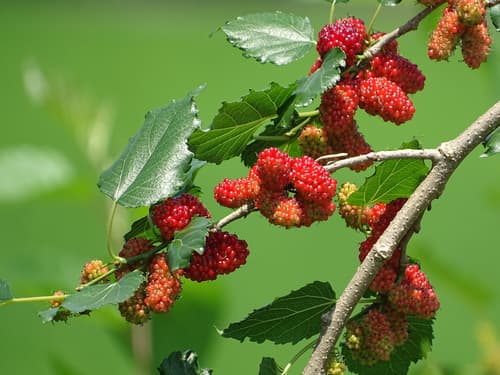 Russian Mulberry (Morus alba)