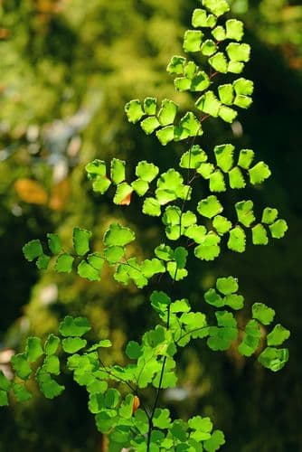 Shasta maidenhair fern (Adiantum shastense)
