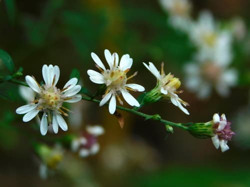 Calico Or One-sided Or White Woodland Or Starved Aster (Aster lateriflorus)