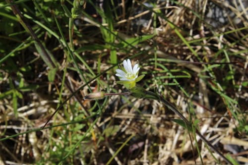 Big Chickweed (Cerastium holosteoides)