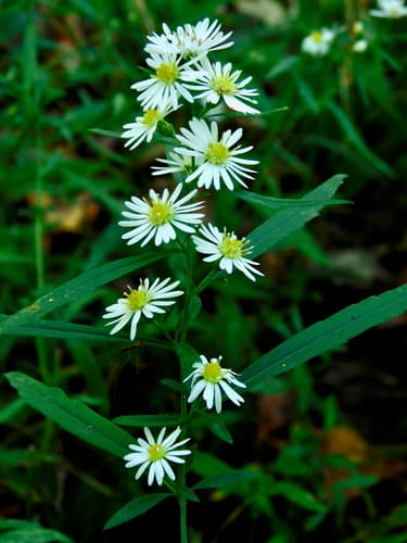 Michaelmas Daisy (Symphyotrichum lanceolatum)