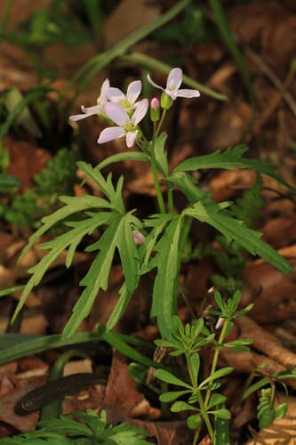 Cut-leaf Toothcup (Dentaria laciniata)