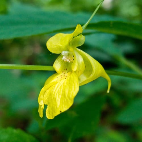 Jewelweed (Impatiens pallida)