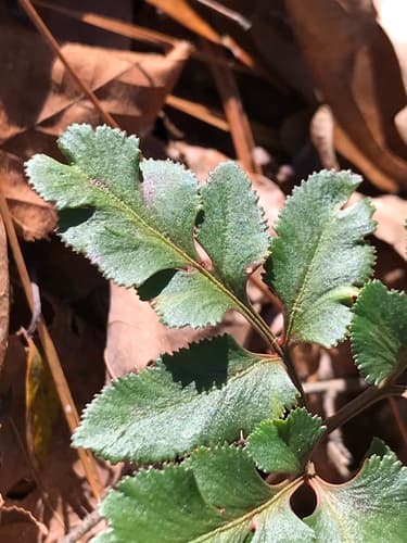 Southern Grapefern (Sceptridium biternatum)