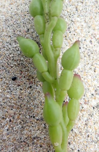 American Sea Rocket (Cakile edentula)