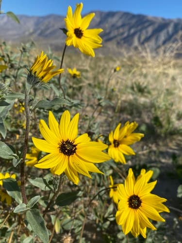Plains Sunflower (Helianthus petiolaris)
