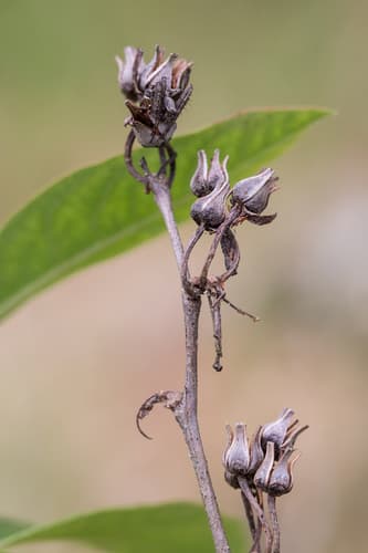 Piedmont Staggerbush (Lyonia mariana)