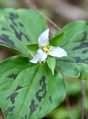 Pacific Trillium (Trillium ovatum)