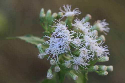 Fragrant Mistflower (Chromolaena odorata)