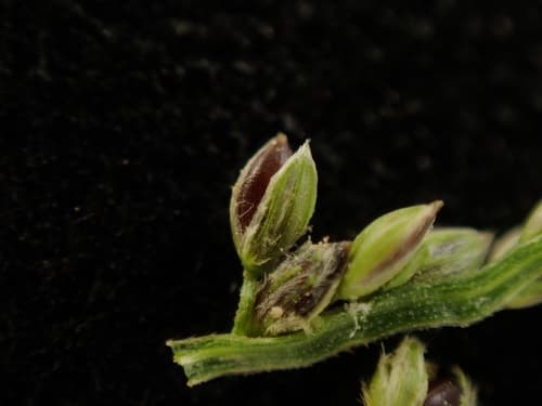 Purple Crabgrass (Digitaria violascens)