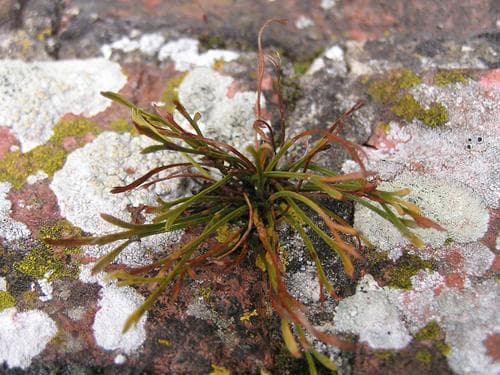 Forked Spleenwort (Asplenium septentrionale)