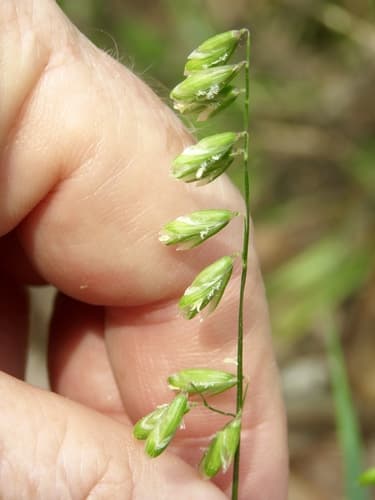 Two-flower Melic (Melica mutica)