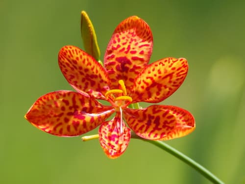 Leopard Flower (Iris domestica)
