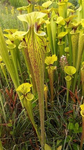 Yellow Pitcherplant (Sarracenia flava)