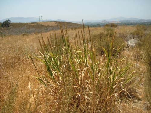 Giant Wild Rye (Leymus condensatus)