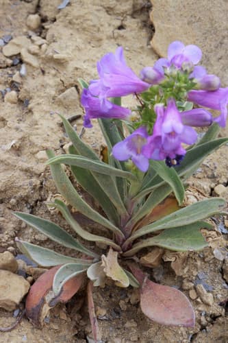 Fremont'S Beardtongue (Penstemon fremontii)