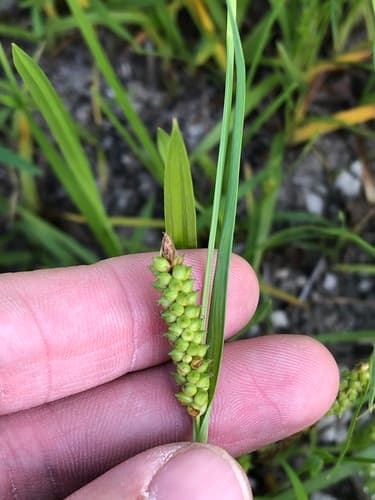 Littletooth Sedge (Carex microdonta)