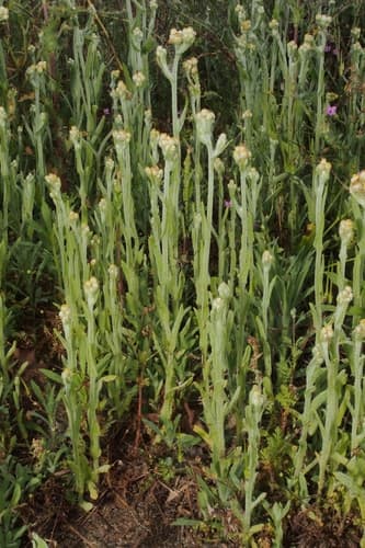 Cotton-batting-plant (Pseudognaphalium stramineum)