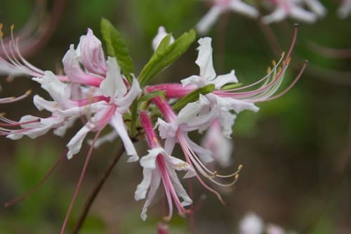 Election-pink (Rhododendron periclymenoides)