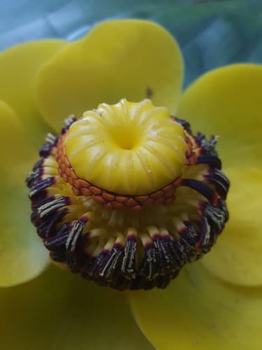 Rocky Mountain Cowlily (Nuphar polysepala)
