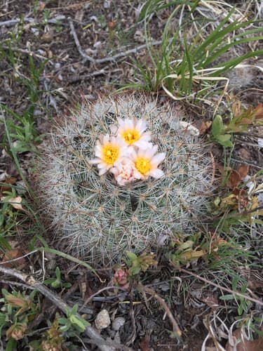 Plains Cactus (Pediocactus simpsonii)