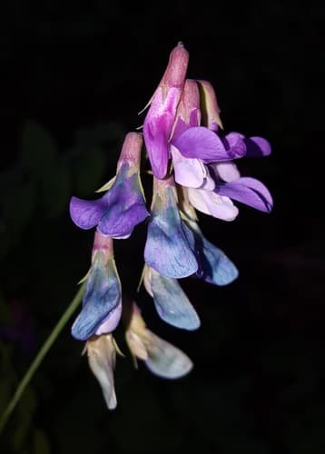 Oregon Pea (Lathyrus polyphyllus)
