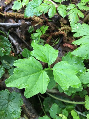 Seaside Bittercress (Cardamine angulata)