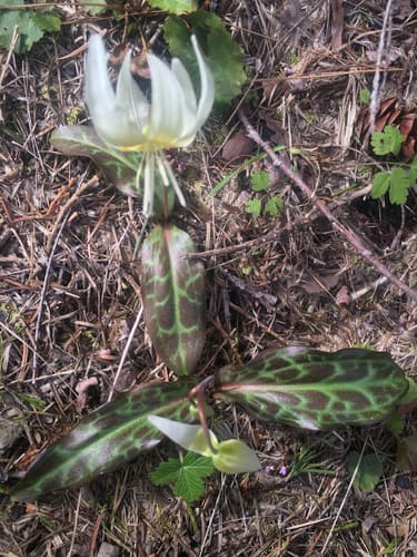 Fawn-lily (Erythronium californicum)
