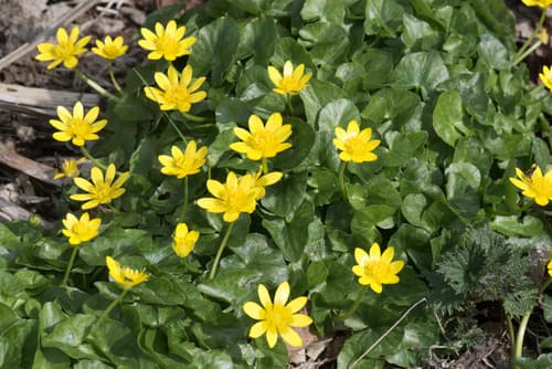 Ficver (Ficaria verna)