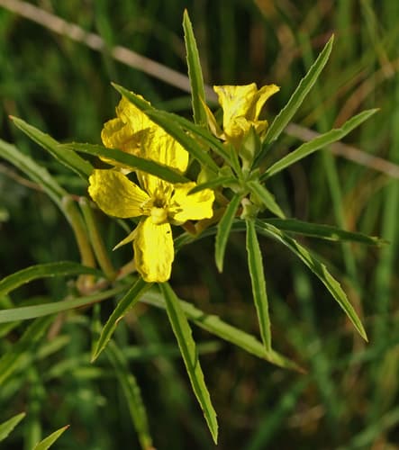 Plains Yellow Primrose (Oenothera serrulata)
