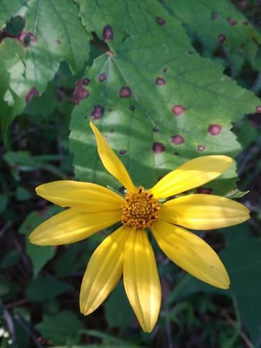 pinewoods oxeye (Heliopsis gracilis)