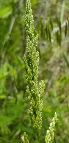 Prairie Grass (Sphenopholis obtusata)