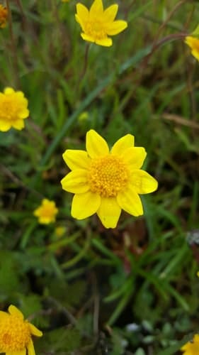 California Goldfields (Lasthenia californica)