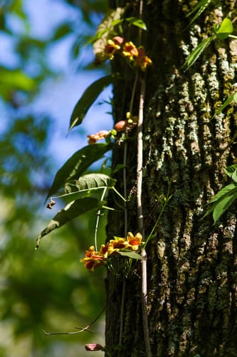 Crossvine (Bignonia capreolata)