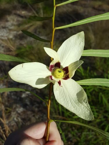 Slimleaf Pawpaw (Asimina angustifolia)