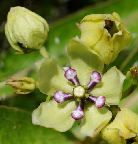 Green Antelopehorns (Asclepias viridis)