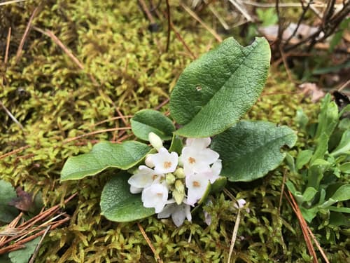 Mayflower (Epigaea repens)