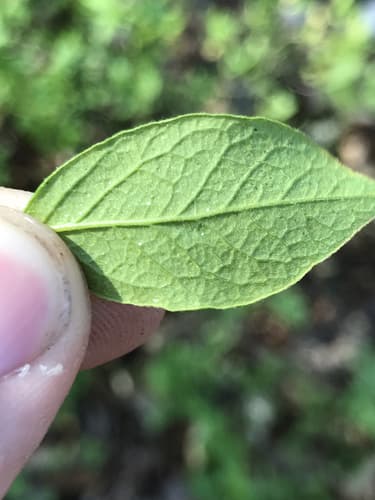 Black Huckleberry (Gaylussacia baccata)