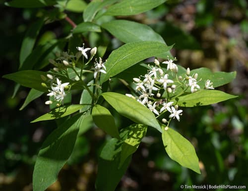 Brown Dogwood (Cornus glabrata)